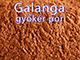 Galanga - Galangál